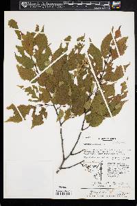 Carpinus laxiflora image