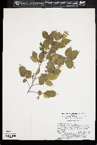 Carpinus turczaninovii image