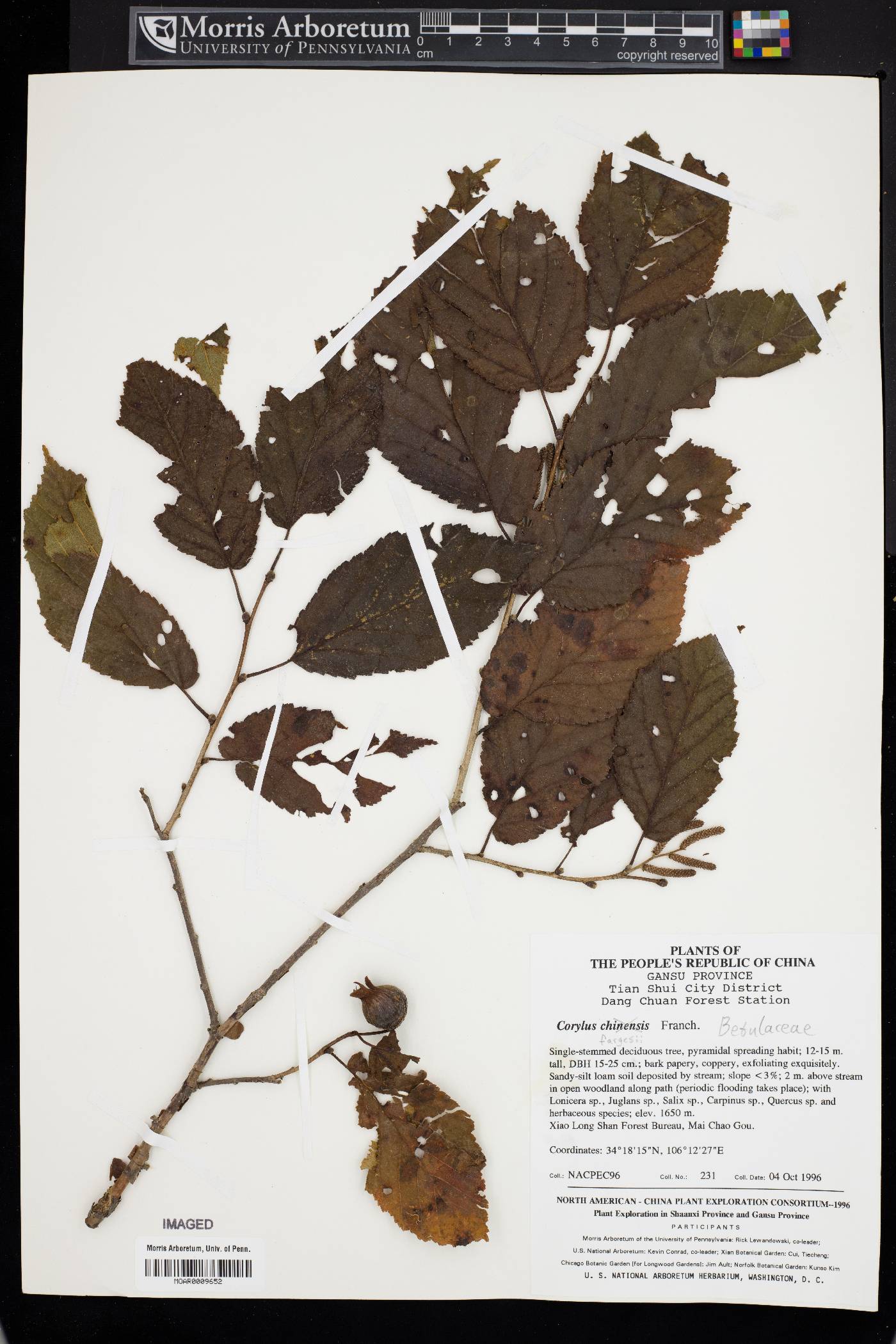 Corylus fargesii image