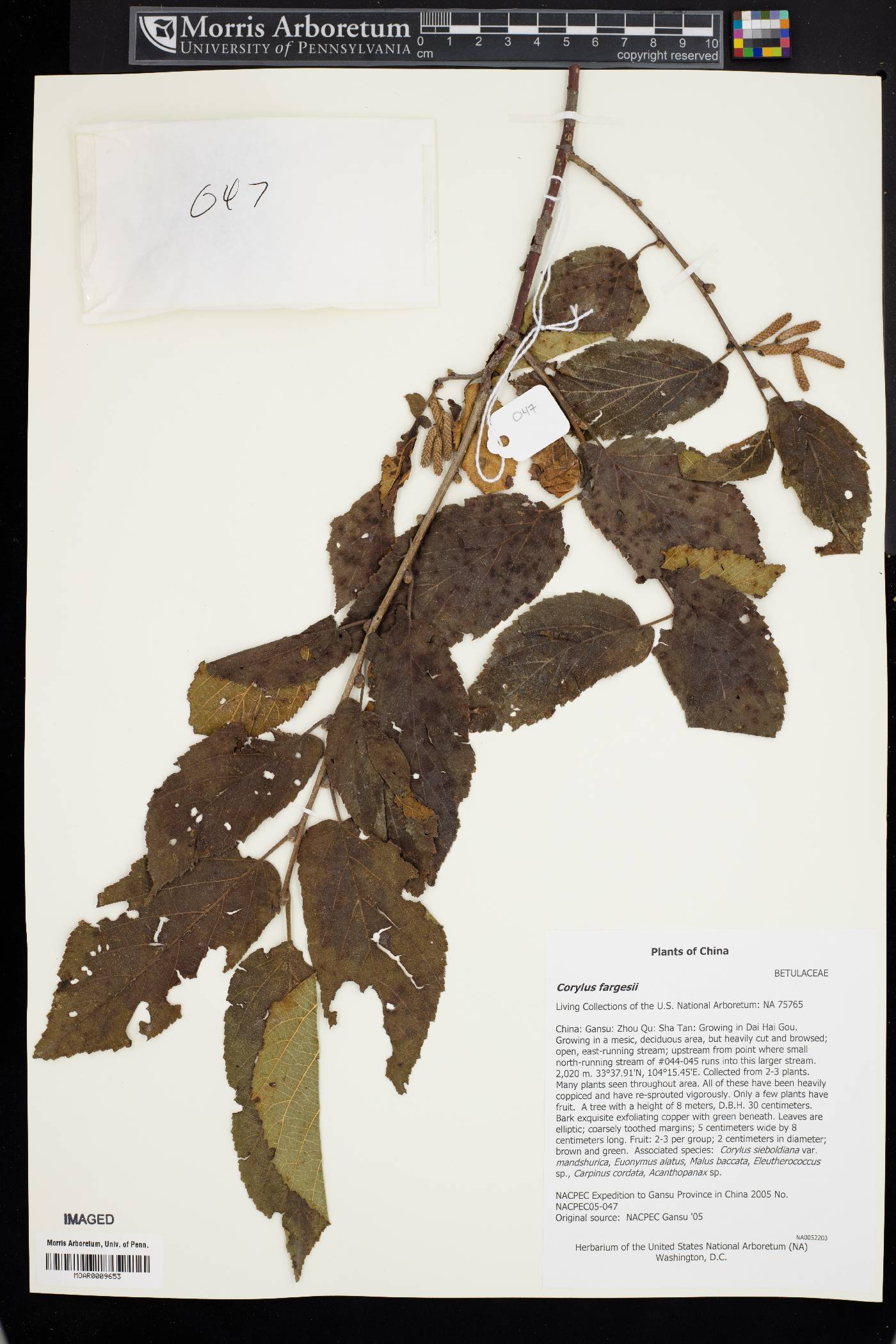 Corylus fargesii image