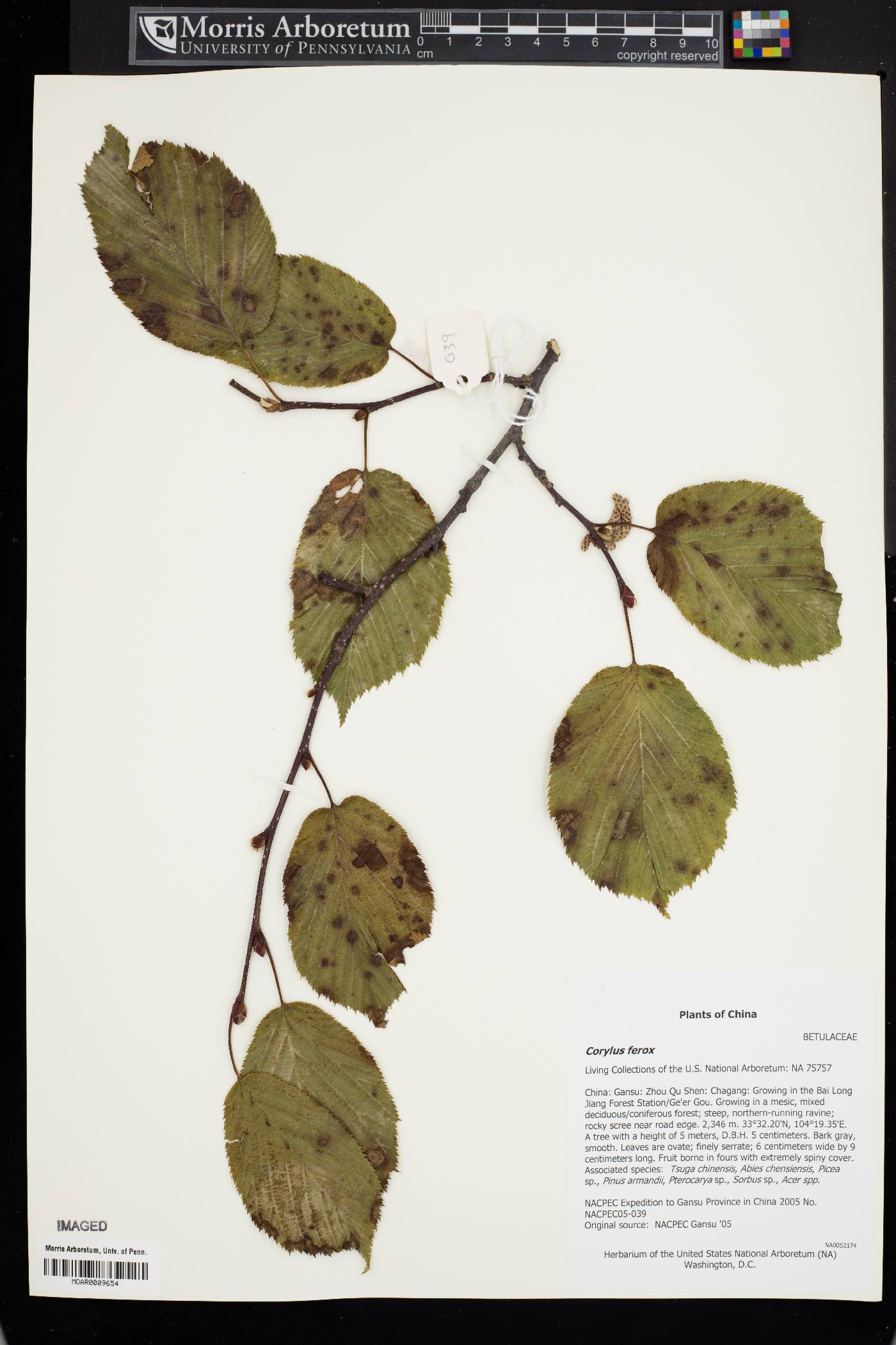 Corylus ferox image