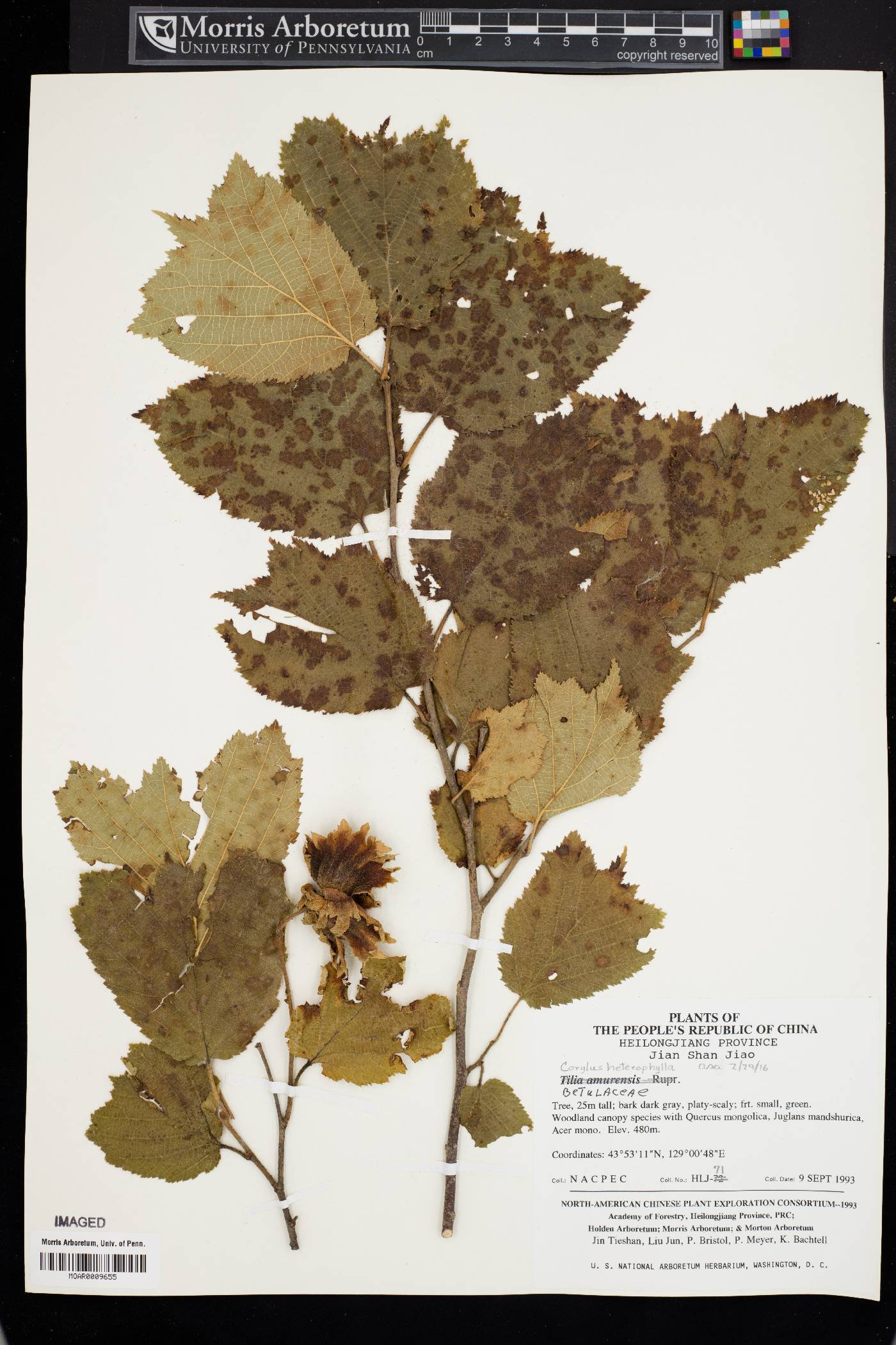 Corylus heterophylla image