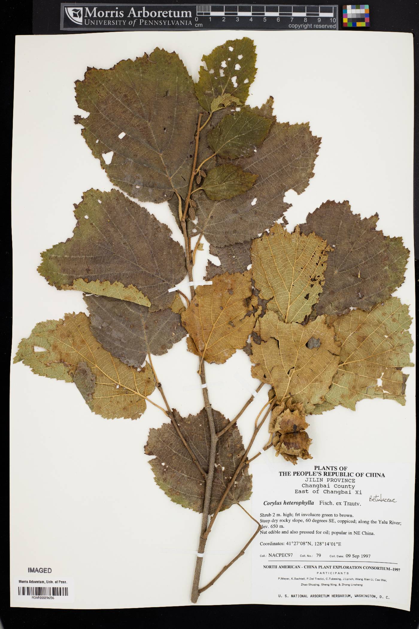 Corylus heterophylla image