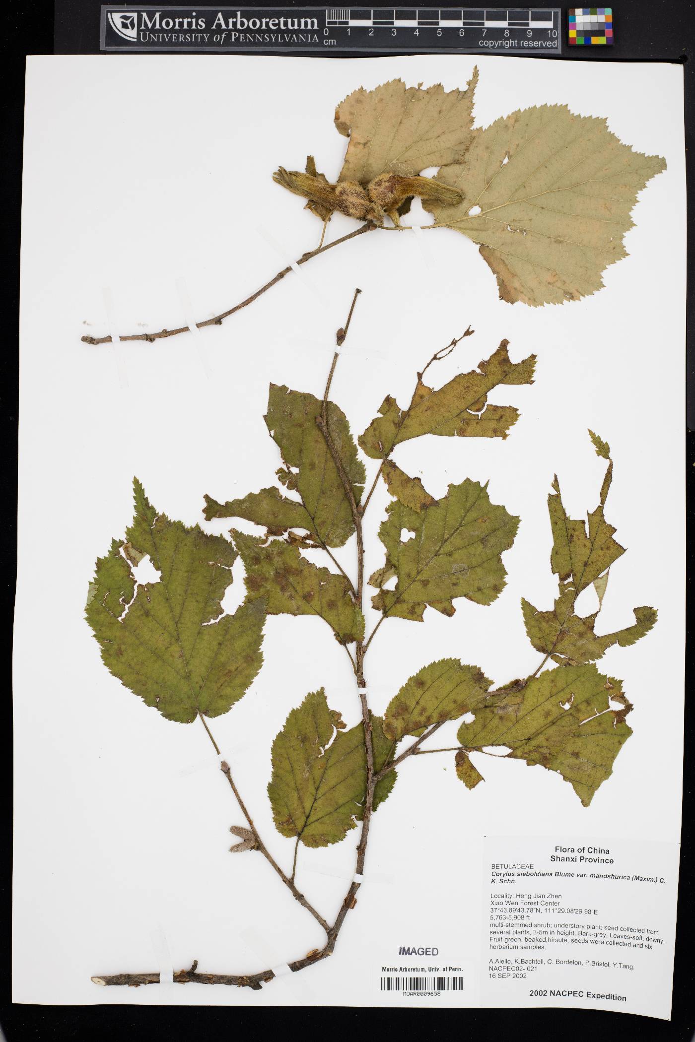 Corylus sieboldiana var. mandshurica image