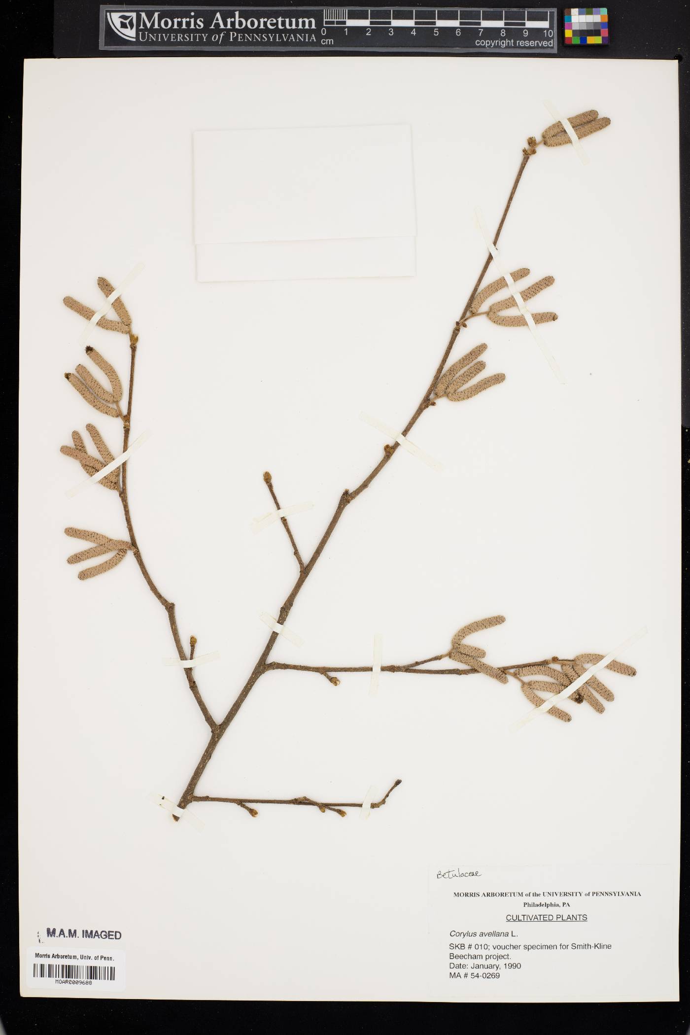 Corylus avellana image