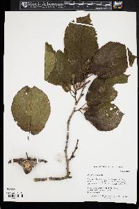 Corylus chinensis image