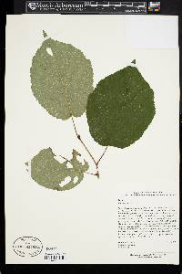 Corylus chinensis image