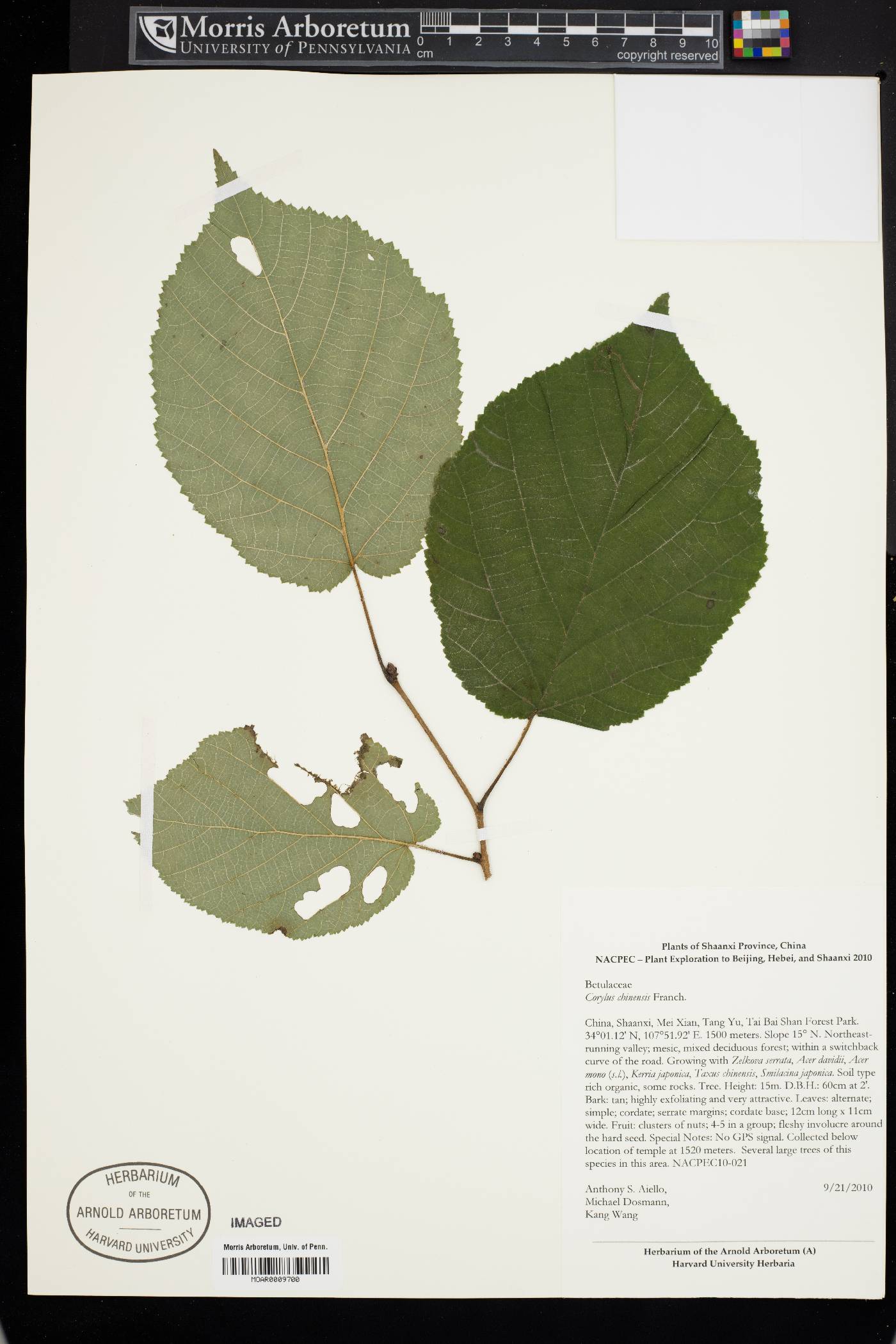 Corylus chinensis image