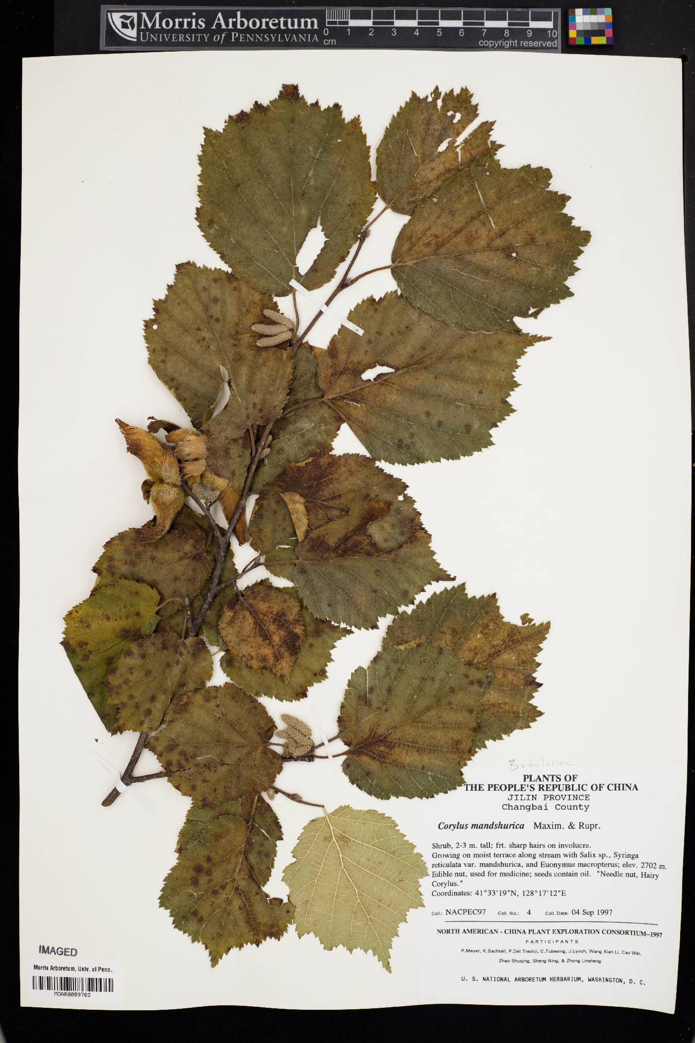 Corylus sieboldiana var. mandshurica image