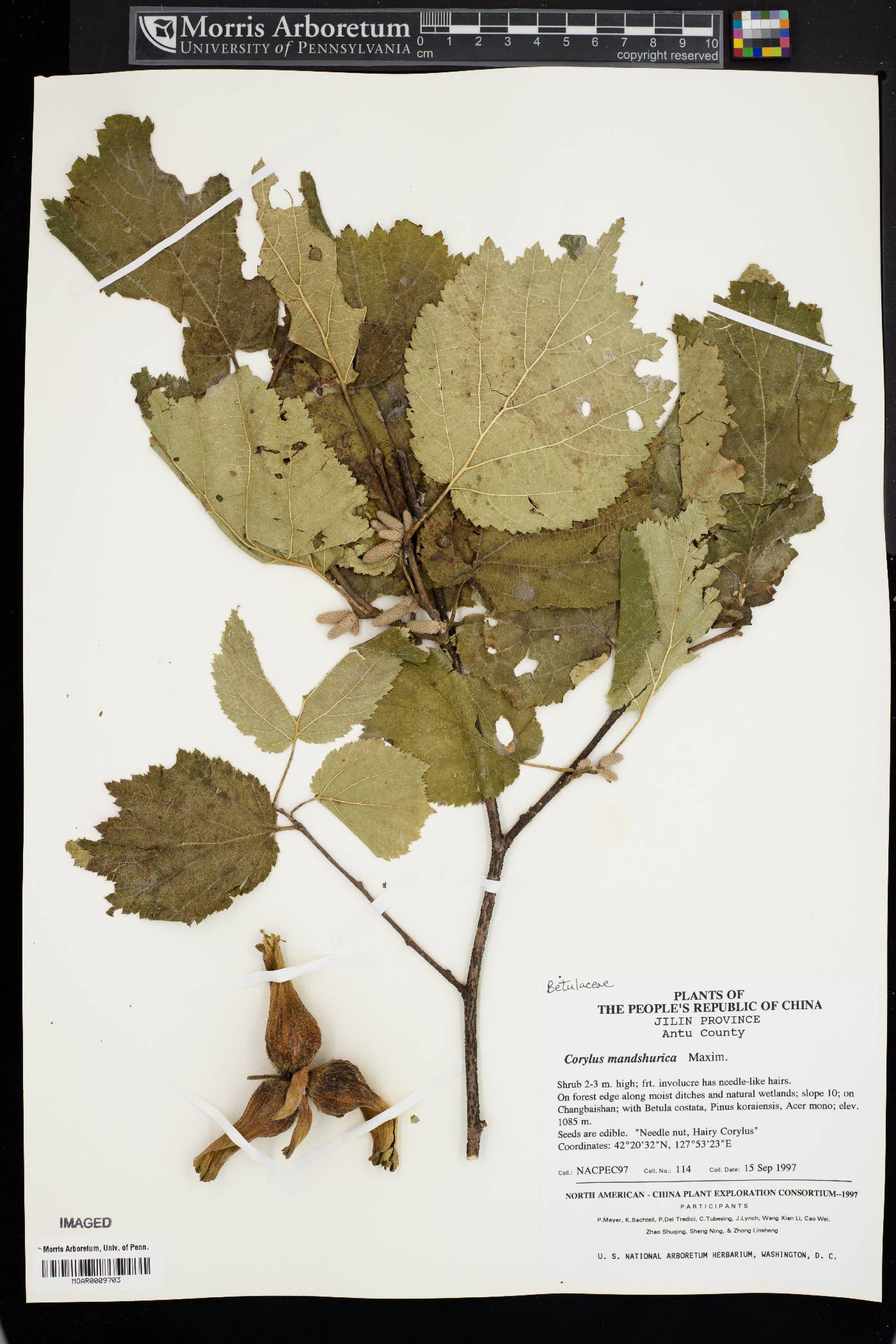 Corylus sieboldiana var. mandshurica image