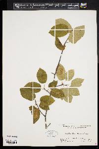 Amelanchier laevis image