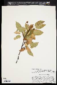 Amelanchier laevis image