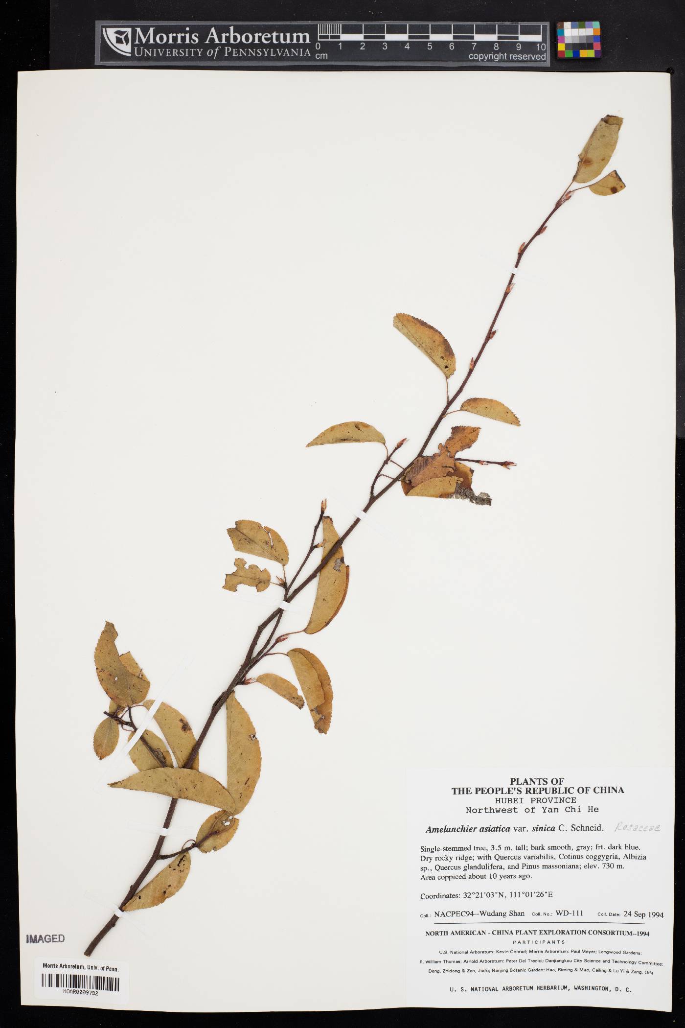 Amelanchier sinica image