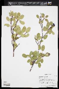 Amelanchier rotundifolia image