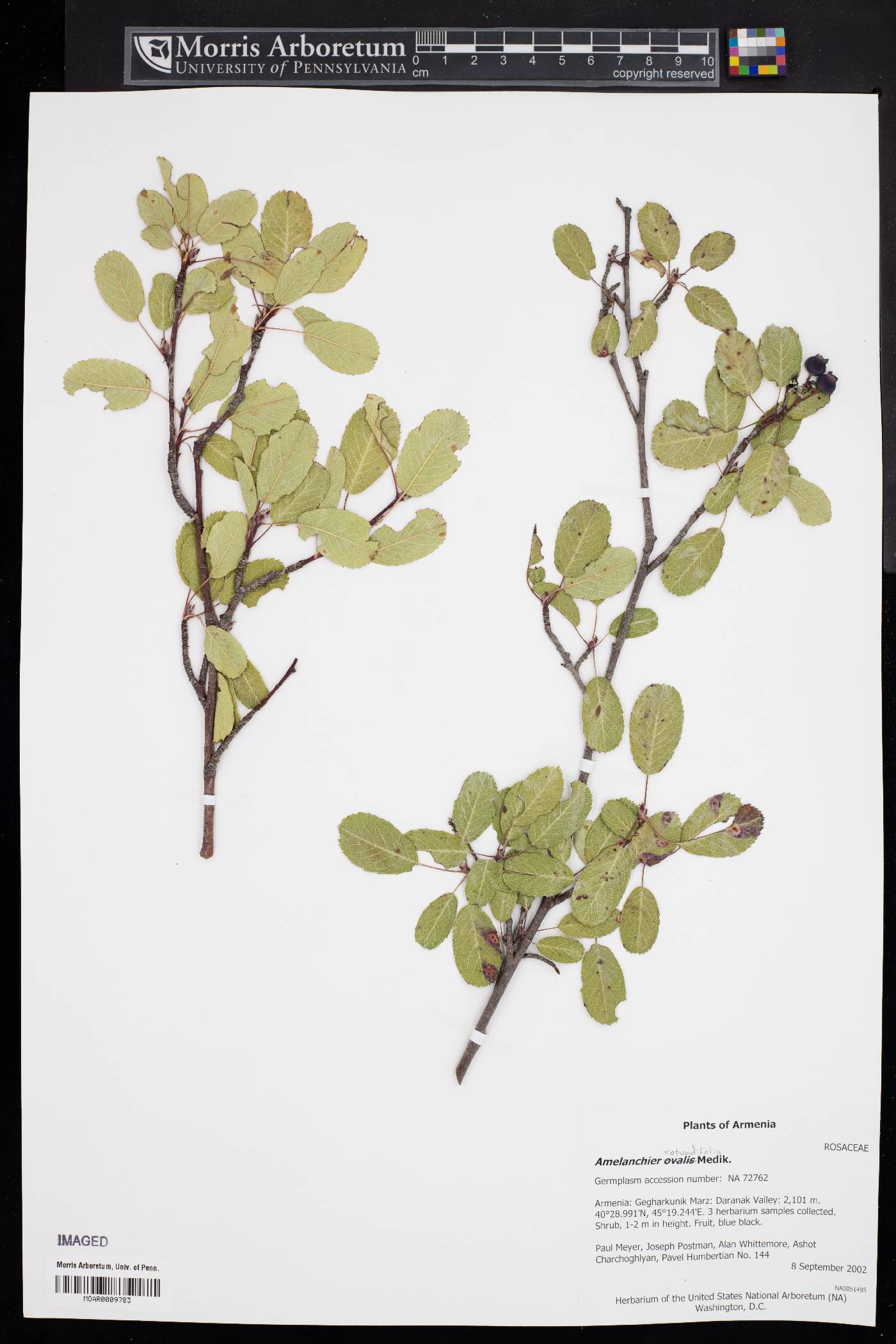 Amelanchier rotundifolia image