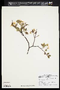 Amelanchier bartramiana image