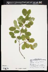 Amelanchier canadensis image