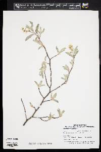 Amelanchier canadensis image