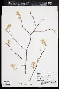 Amelanchier canadensis image