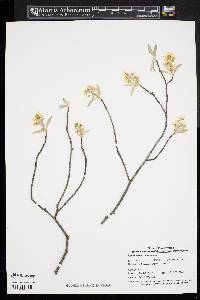 Amelanchier canadensis image