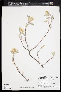 Amelanchier canadensis image