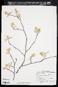 Amelanchier canadensis image