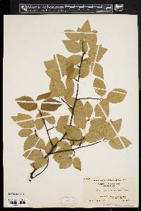 Amelanchier canadensis image