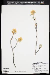 Amelanchier canadensis image