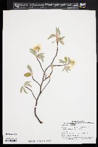 Amelanchier canadensis image
