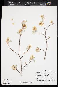 Amelanchier canadensis image