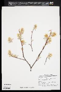 Amelanchier canadensis image