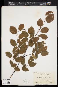 Amelanchier canadensis image