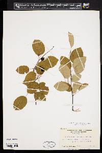 Amelanchier canadensis image