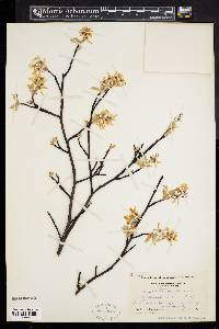 Amelanchier canadensis image