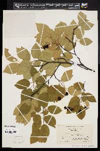 Amelanchier canadensis image