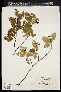 Amelanchier canadensis image