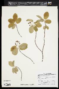 Amelanchier canadensis image