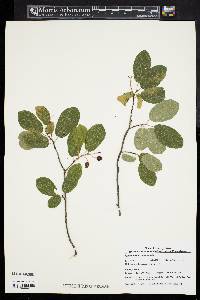 Amelanchier canadensis image