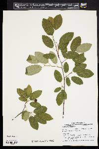 Amelanchier canadensis image