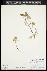 Amelanchier canadensis image