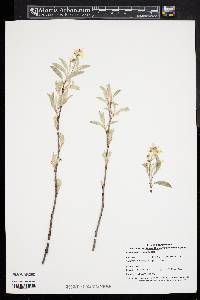 Amelanchier canadensis image