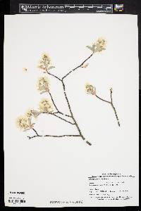 Amelanchier canadensis image