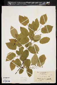 Amelanchier canadensis image