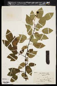 Amelanchier canadensis image