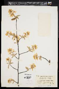 Amelanchier canadensis image