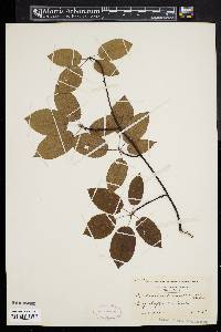 Amelanchier canadensis image