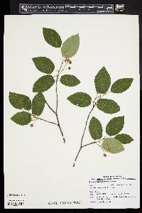 Amelanchier canadensis image