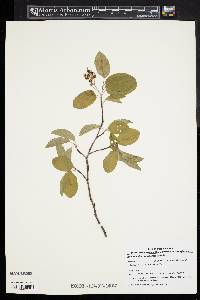 Amelanchier canadensis image