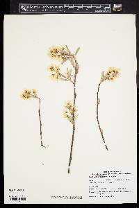 Amelanchier canadensis image