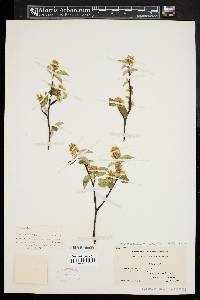 Amelanchier humilis image